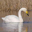 Cygne chanteur