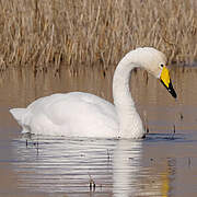 Whooper Swan