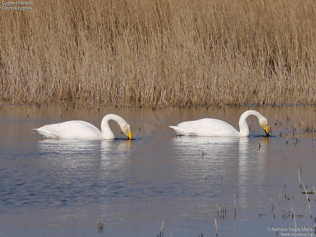 Cygne chanteuradulte, nage