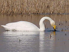 Whooper Swan