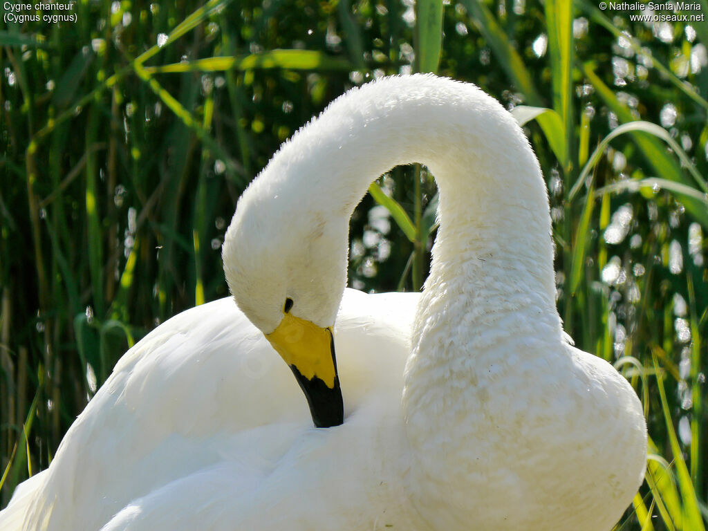 Whooper Swanadult, care, Behaviour