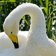 Whooper Swan