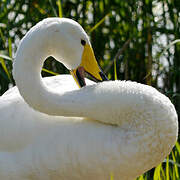 Whooper Swan