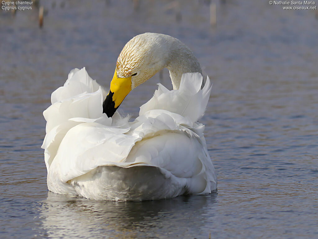 Whooper Swanadult, care, swimming, Behaviour