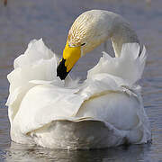 Whooper Swan