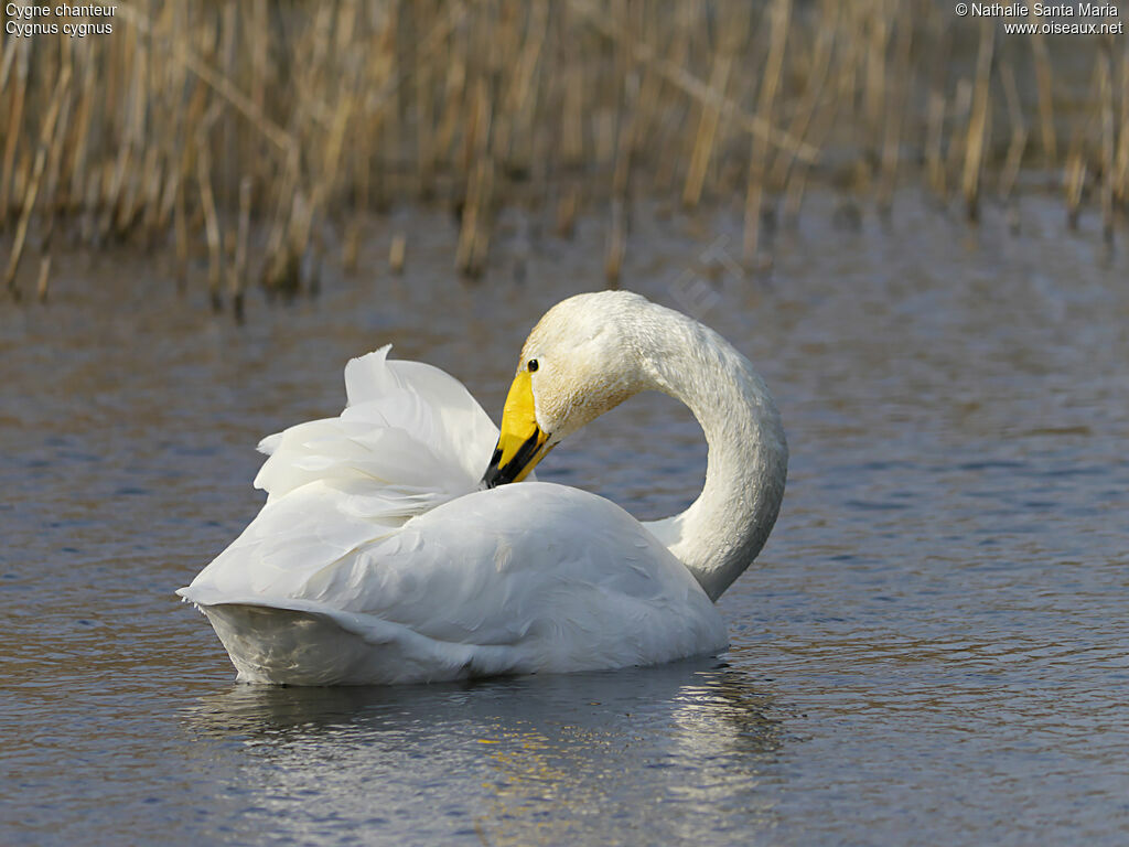 Whooper Swanadult, identification, care, swimming, Behaviour