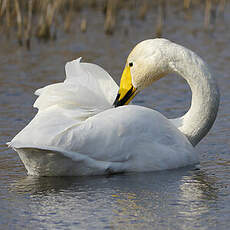 Cygne chanteur