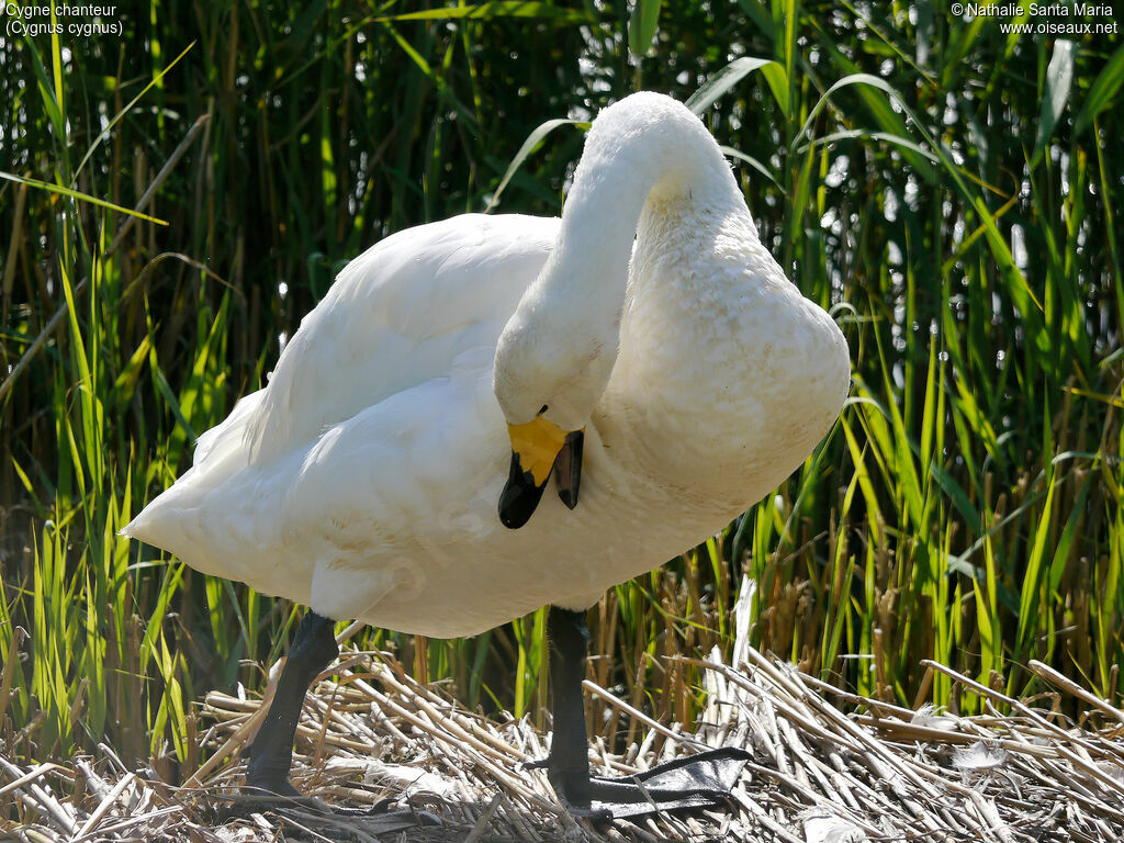 Whooper Swanadult, identification, habitat, care, Behaviour