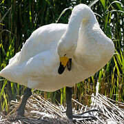 Whooper Swan