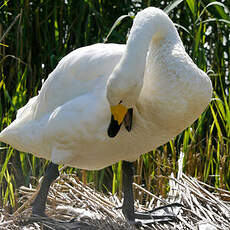 Cygne chanteur