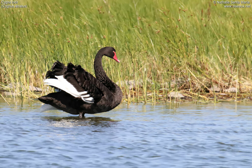 Cygne noiradulte, identification