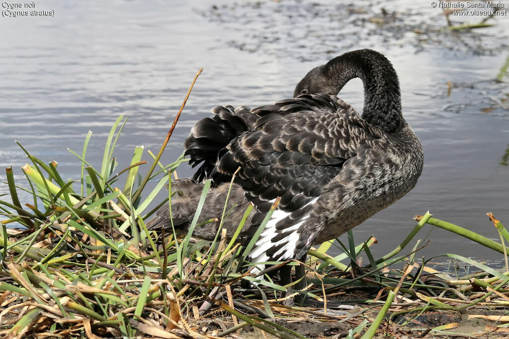 Black Swansubadult, identification, care