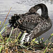 Cygne noir