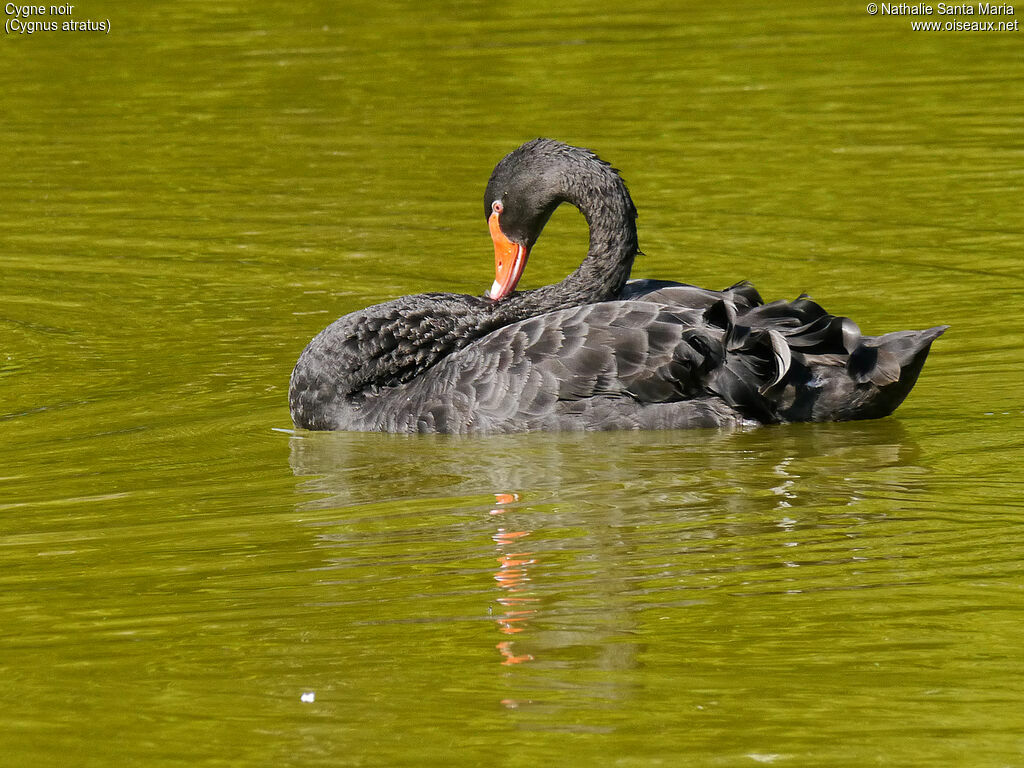 Cygne noiradulte, identification, soins, nage, Comportement