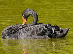 Cygne noir