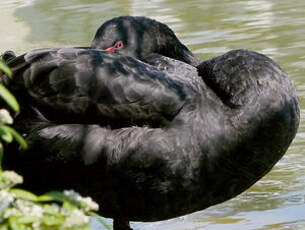 Cygne noir