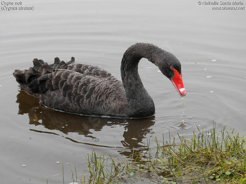 Black Swanadult, identification, habitat, swimming