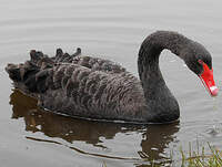 Cygne noir