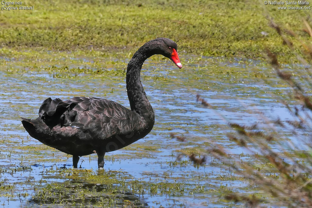 Cygne noiradulte, identification