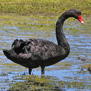 Black Swan