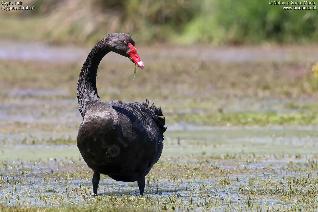 Cygne noiradulte, identification