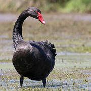 Black Swan