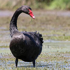 Cygne noir