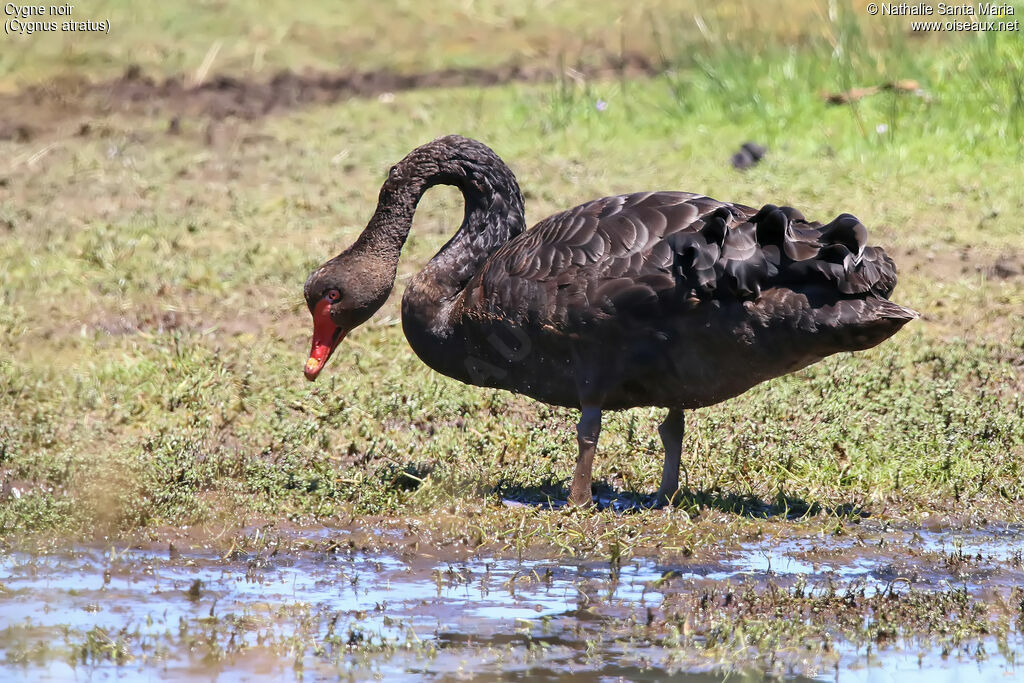 Cygne noirimmature, identification