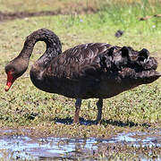 Black Swan