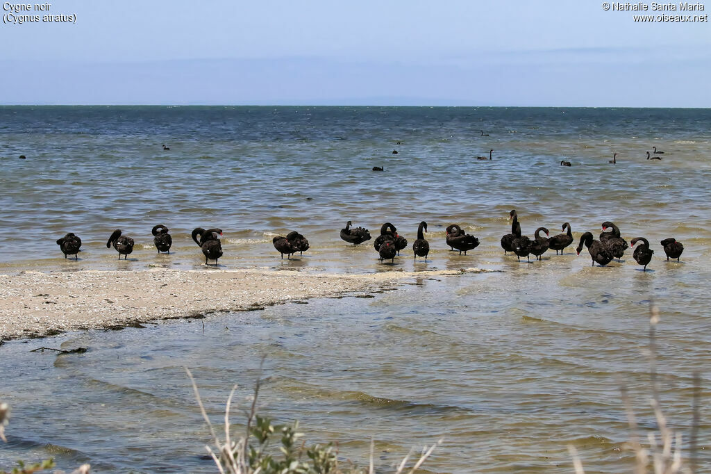 Cygne noir, habitat