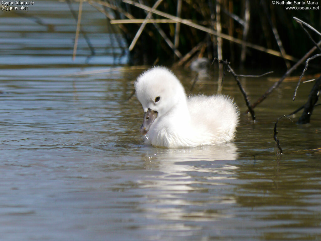 Mute SwanPoussin, identification, swimming