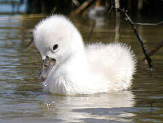 Cygne tuberculé