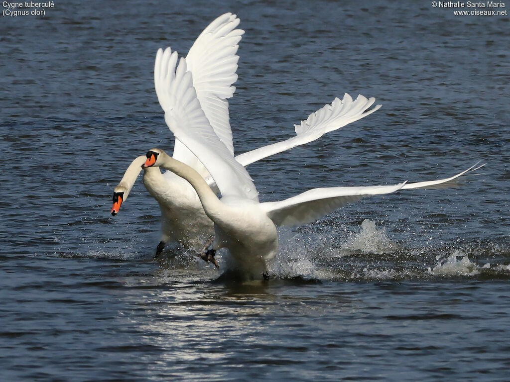 Cygne tuberculéadulte, Vol