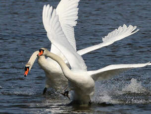 Cygne tuberculé