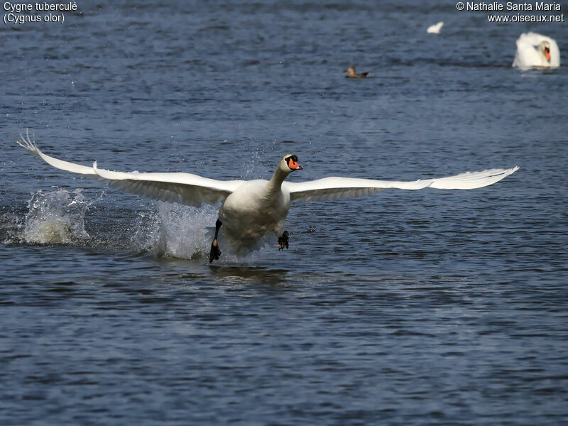 Mute Swan female adult, identification, Flight, Behaviour
