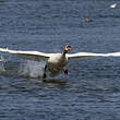 Cygne tuberculé