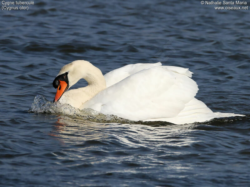 Mute Swan male adult, identification, swimming, Behaviour