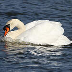 Cygne tuberculé