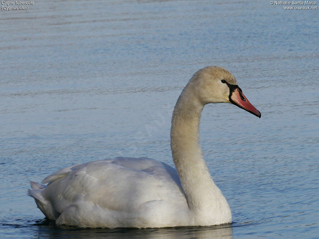 Mute Swanimmature, identification, swimming