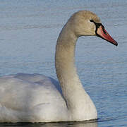 Cygne tuberculé