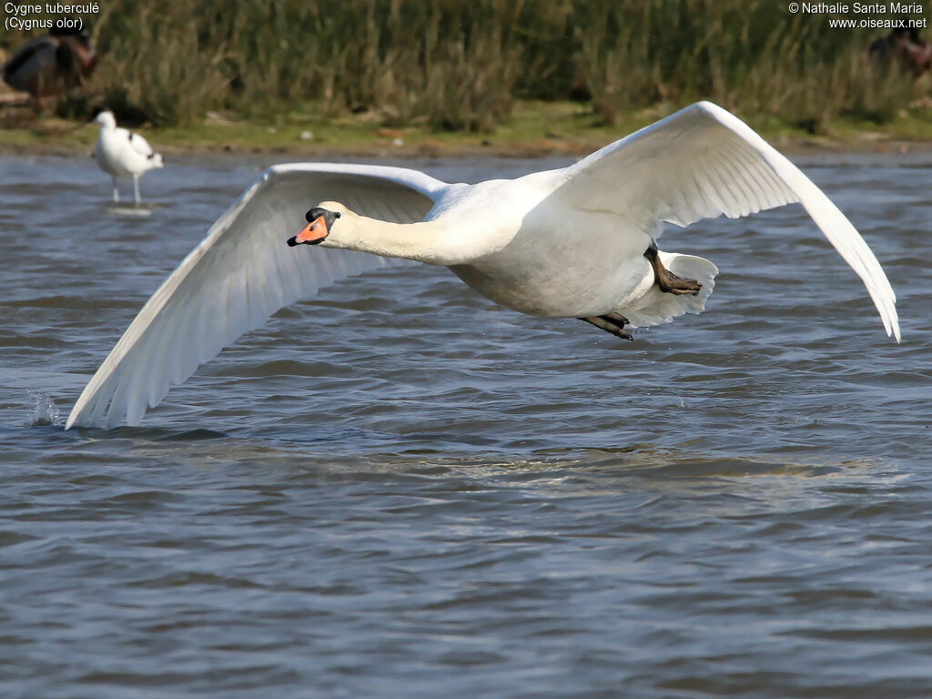 Cygne tuberculé femelle adulte, identification, Vol, Comportement