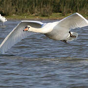 Cygne tuberculé