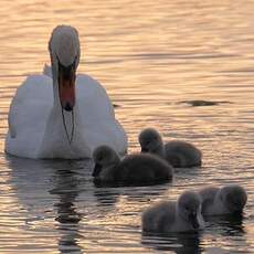 Cygne tuberculé