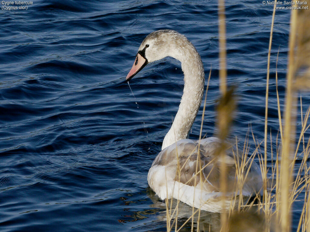 Cygne tuberculéimmature, identification, nage