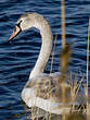 Cygne tuberculé