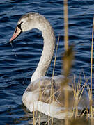 Mute Swan