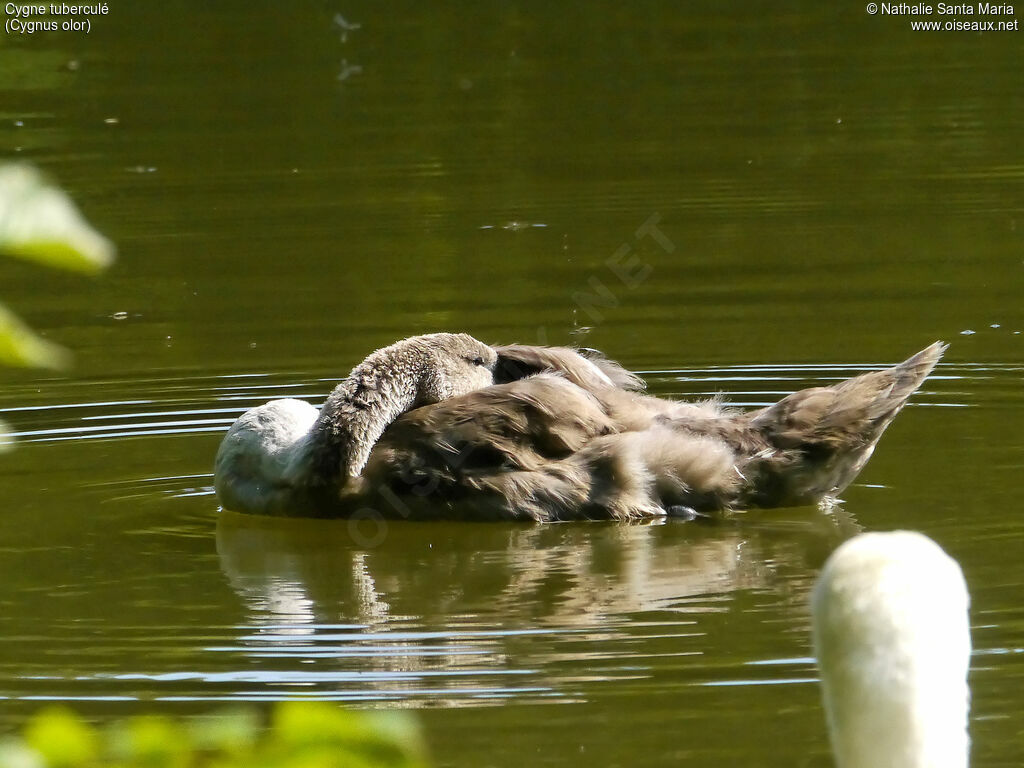 Mute Swanimmature, identification, care, swimming, Behaviour