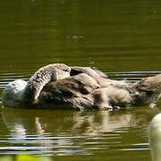 Mute Swan