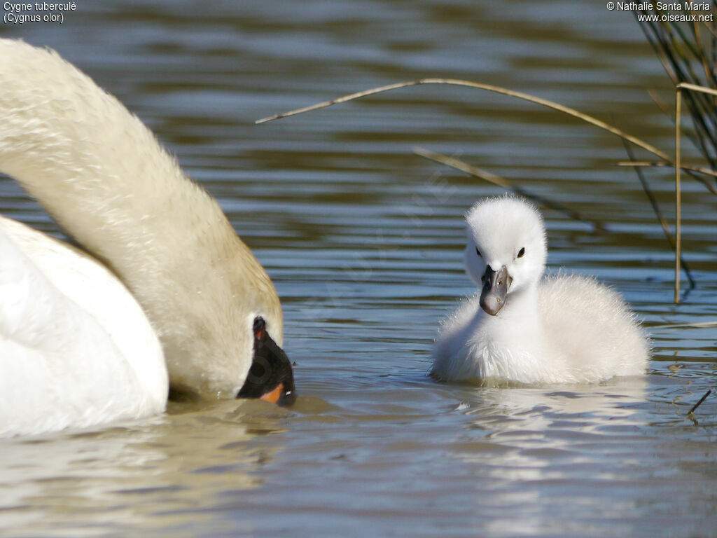 Cygne tuberculéPoussin, identification, nage