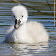 Cygne tuberculé